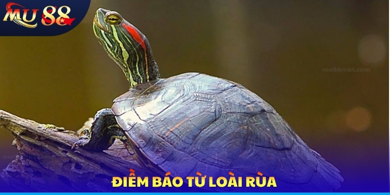 Điềm báo từ loài rùa